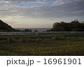 夏の畑の風景3 16961901