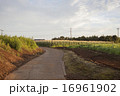 トウモロコシ畑に向かう風景 16961902