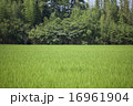 水田のある風景 16961904