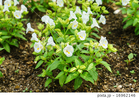 トレニア 16962146