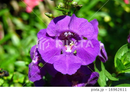 紫色のアンゲロニア エンジェルフェイスの花のアップの写真素材