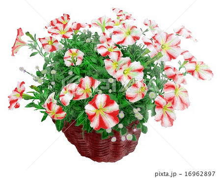ペチュニアのイラスト素材