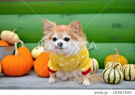 秋の収穫、ハロウィンかぼちゃと可愛いチワワ 16962980
