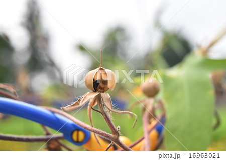 朝顔の種 夏の終わり 朝顔栽培の写真素材