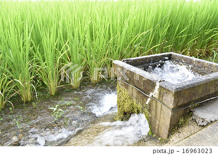 田んぼの水出し 田んぼの水道ポンプ お米の栽培の写真素材 田んぼの水出し 田んぼの水道ポンプ お米の栽培の写真素材
