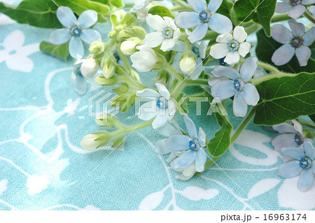 ブルースターの花束 16963174