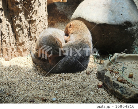 愛を語らうコビトマングース 16964816