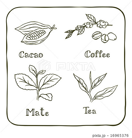 Various Herbals Coffee Mate Cacao And Teaのイラスト素材