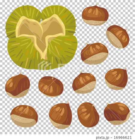 板栗02 板栗02 16966621