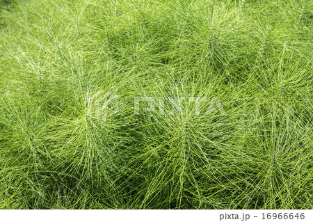 Horsetail plants Horsetail plants 16966646