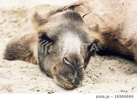 Bactrian camel lying and relaxing in the sand by summer 16966666