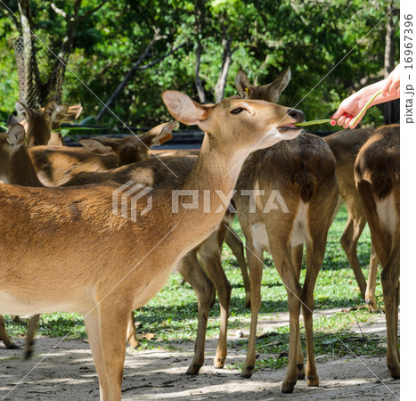 Eld's deer feeding 16967396
