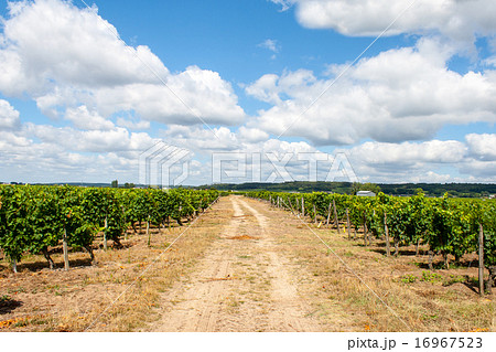 landscape of vineyards in the Loire Valley France 16967523