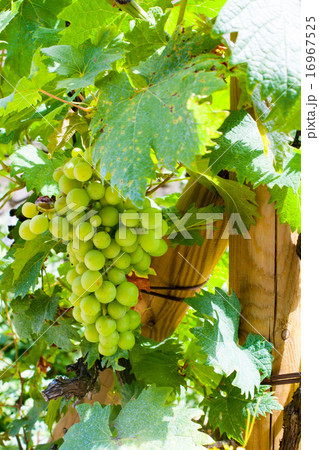 white grapes hanging on a vine old white grapes hanging on a vine old 16967525