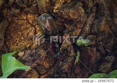 自然の樹液を吸うカブトムシ 16967672