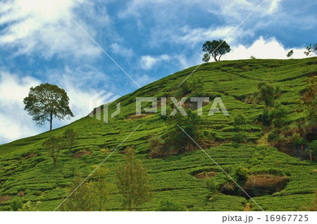 スリランカの茶畑 16967725