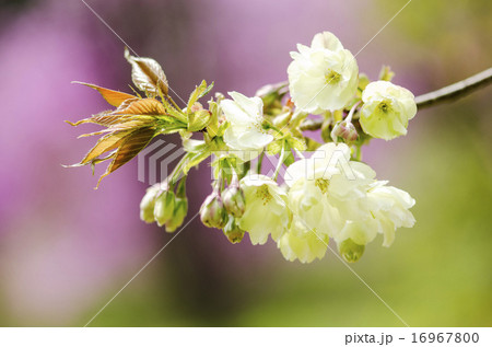 ギョイコウの花 16967800