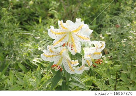 ヤマユリ 16967870