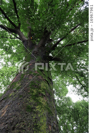 苔生した大木にセミの脱け殻 16967961