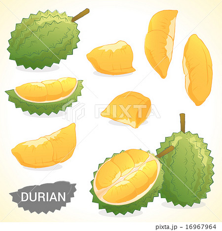 Set of durian in various styles vector format 16967964