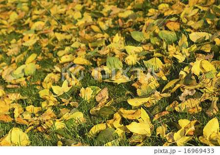 Autumn background 16969433