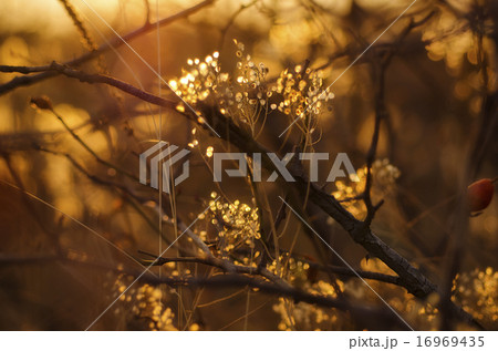 Autumn sunset plant 16969435