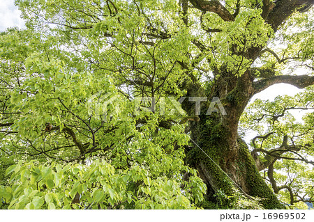 蒲生の大クスの葉 16969502