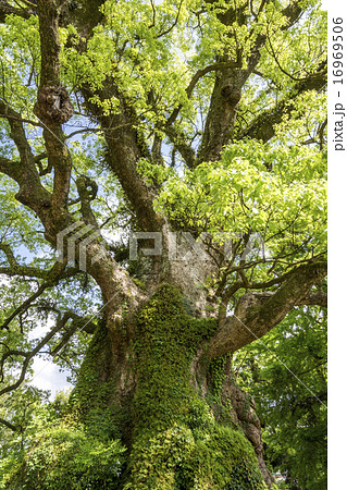 蒲生の大クスの枝葉 16969506