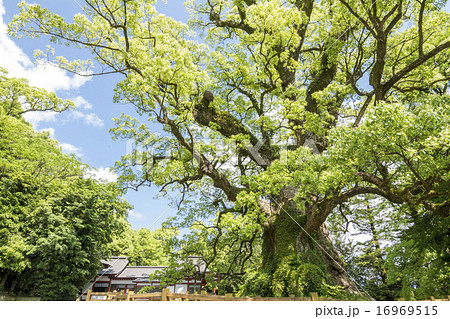 蒲生の大クスと蒲生神社 16969515