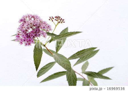 グレーバックのシモツケの花 グレーバックのシモツケの花 16969536