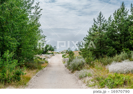 Sandy pathway to the Baltic Sea. Lithuania Sandy pathway to the Baltic Sea. Lithuania 16970790