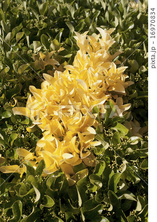 Yellow leaves in bush Yellow leaves in bush 16970834