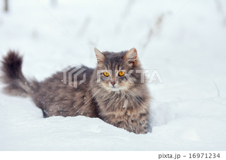 Siberian cat walking in snow 16971234