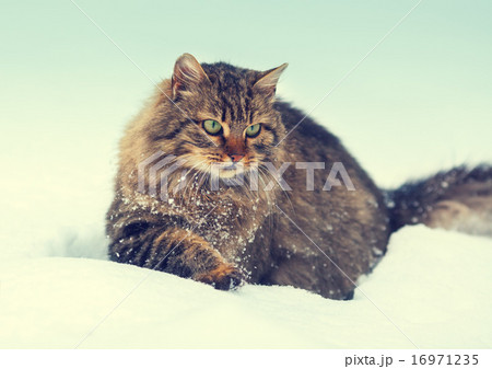 Siberian cat walking in snow 16971235