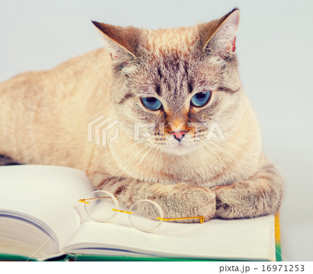 Business cat with book and glasses 16971253