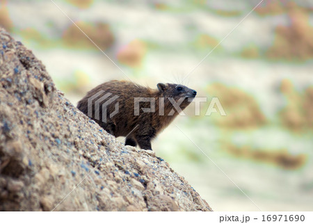 Rock hyrax walking on the stone 16971690