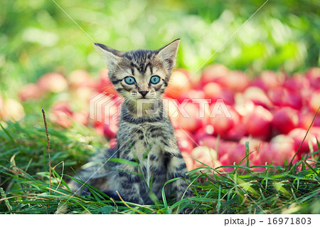 Cute kitten in the apple orchard 16971803