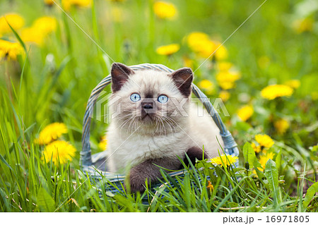 Little kitten in a basket on the grass 16971805