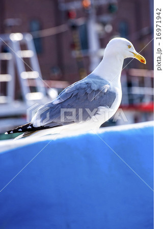 Herring gull on a blue trawler Herring gull on a blue trawler 16971942