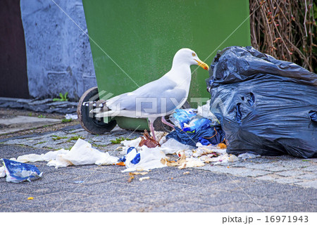 Herring gull looking for waste Herring gull looking for waste 16971943