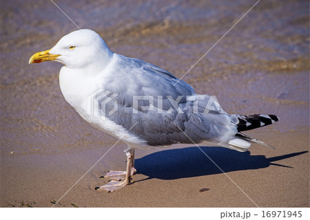 Herring gull, Larus fuscus L. 16971945
