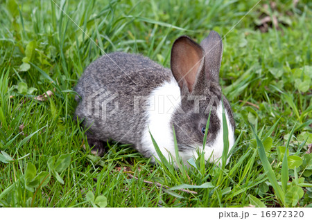 little rabbit little rabbit 16972320