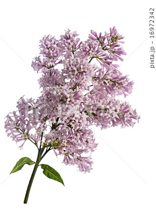 The flower lilac a wooden background 16972342