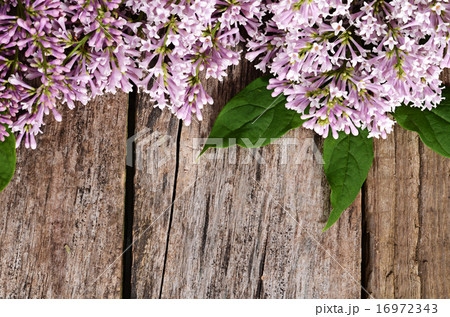The flower lilac a wooden background The flower lilac a wooden background 16972343