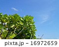 石垣島白保の海岸7 16972659