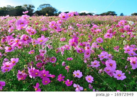 コスモス畑（２） 16972949