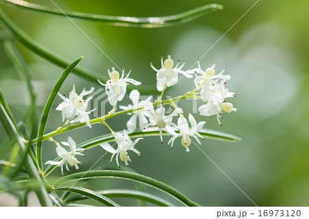 Shatavari (Asparagus racemosus Willd.) Flowers Shatavari (Asparagus racemosus Willd.) Flowers 16973120