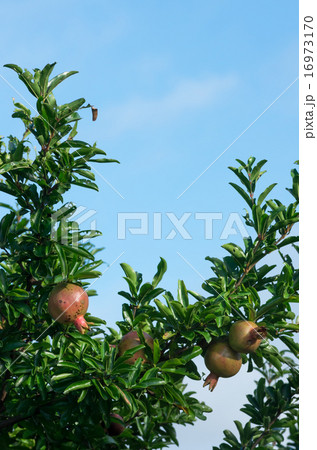 ふくらんできたザクロの実 16973170