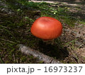 キノコ 16973237