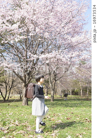 一年生と桜(行進) 一年生と桜(行進) 16973534